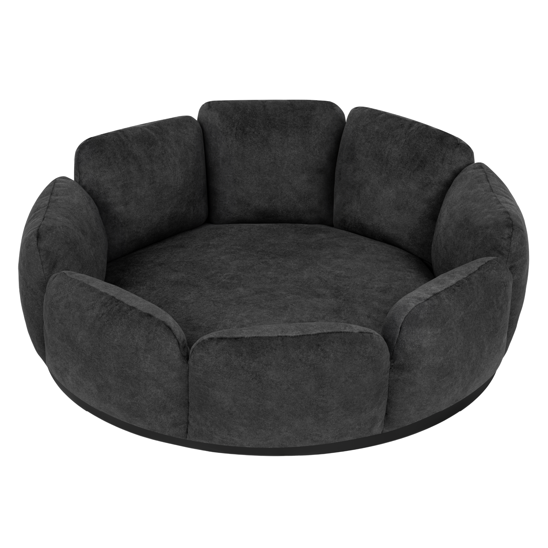 Camelia Antracita - Base Negra